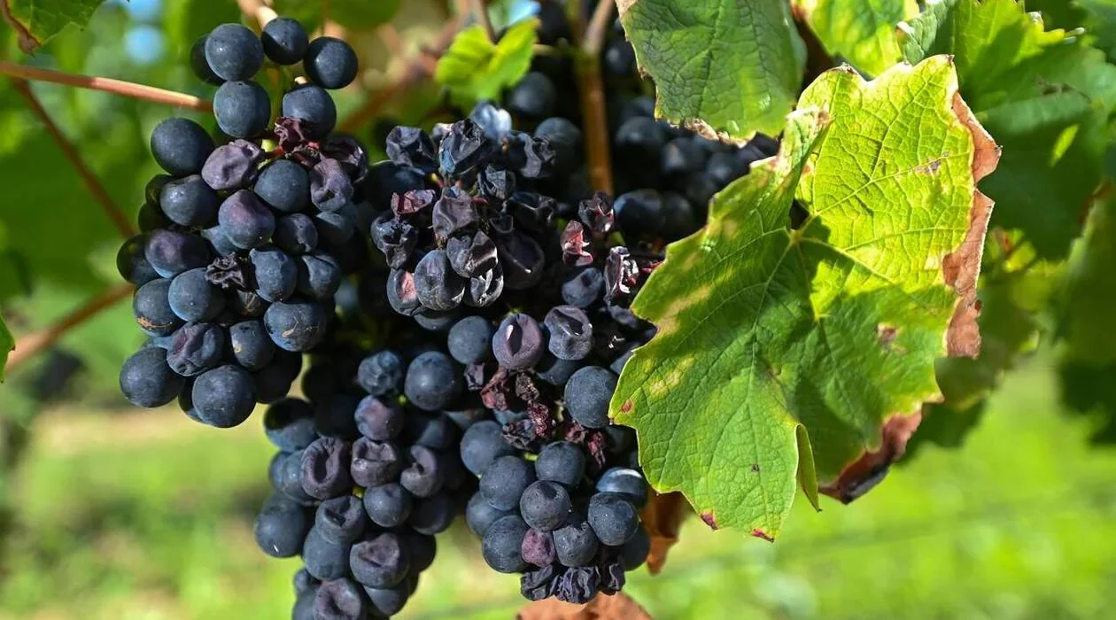 Quel sont les avantages d&rsquo;avoir un site pour un Vigneron ?