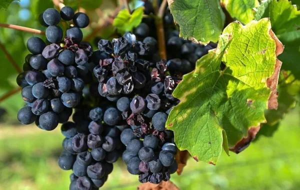 Quel sont les avantages d&rsquo;avoir un site pour un Vigneron ?